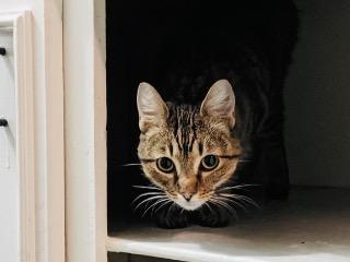 K.K, Adoptable, Adult Female Domestic Short Hair.