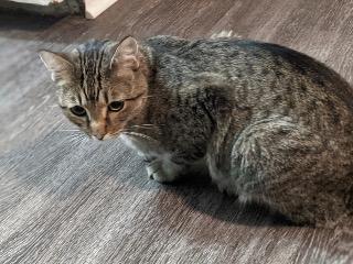 Enlarge K.K, a Adoptable mixed breed in Claremore, OK image 3/3