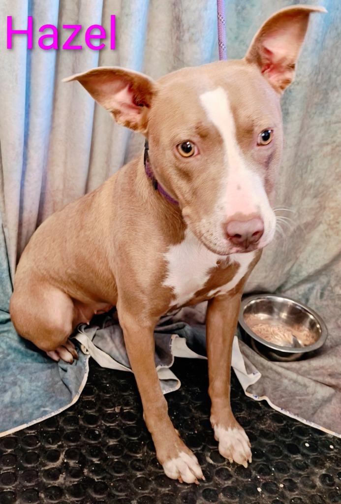 Enlarge Hazel, a Adoptable Pit Bull Terrier in Mena, AR image 1/1