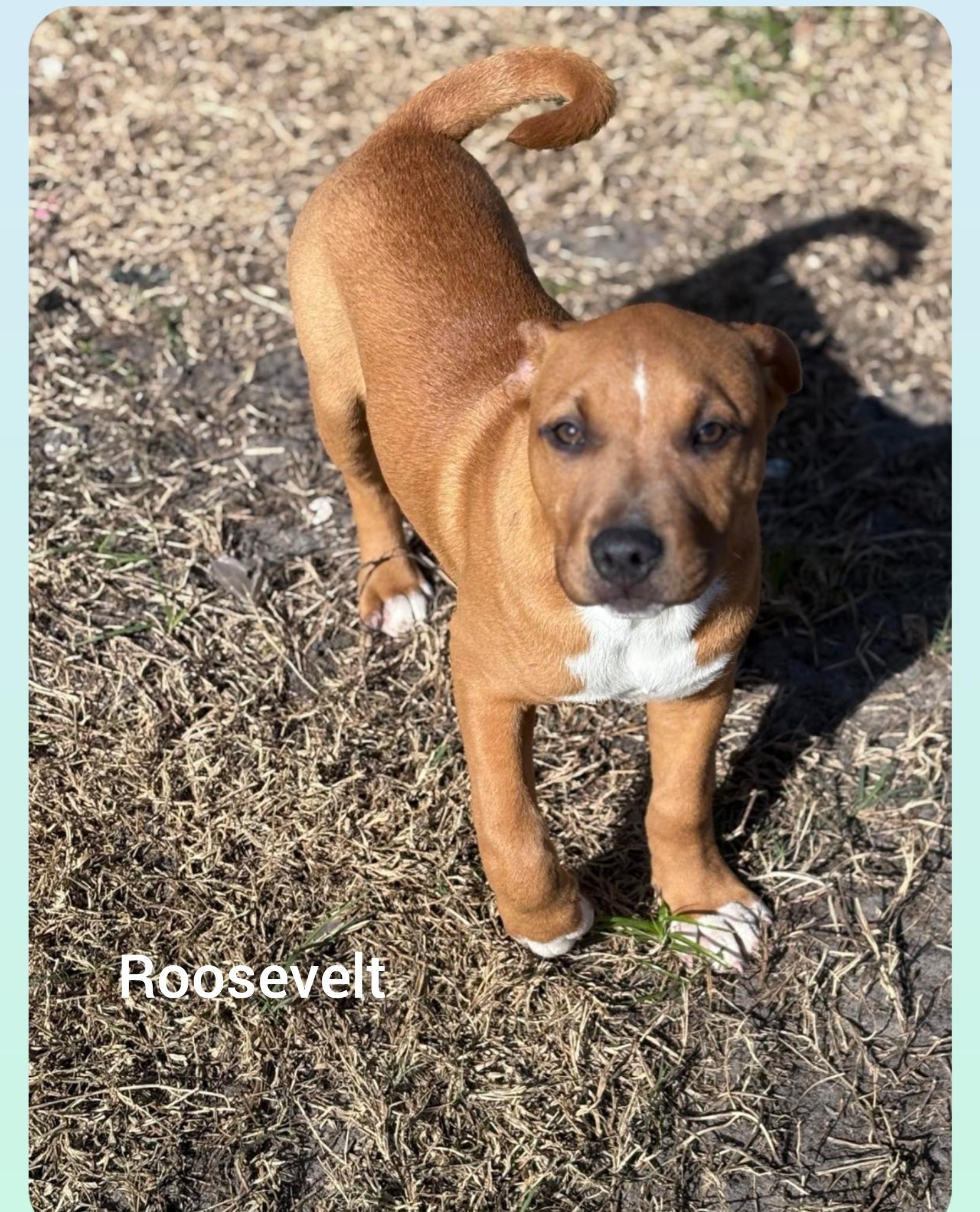Enlarge Roosevelt ( President litter) Orlando,  Fl, a ADOPTABLE mixed breed in Orlando, FL image 2/3