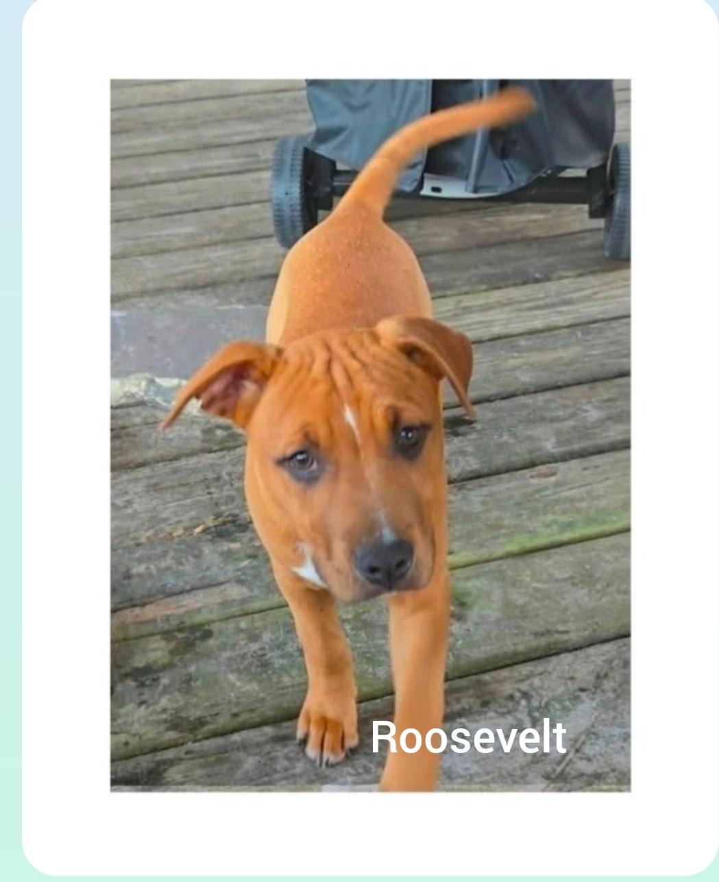 Roosevelt ( President litter) Orlando, Fl, a ADOPTABLE mixed breed in Orlando, FL image 5/6