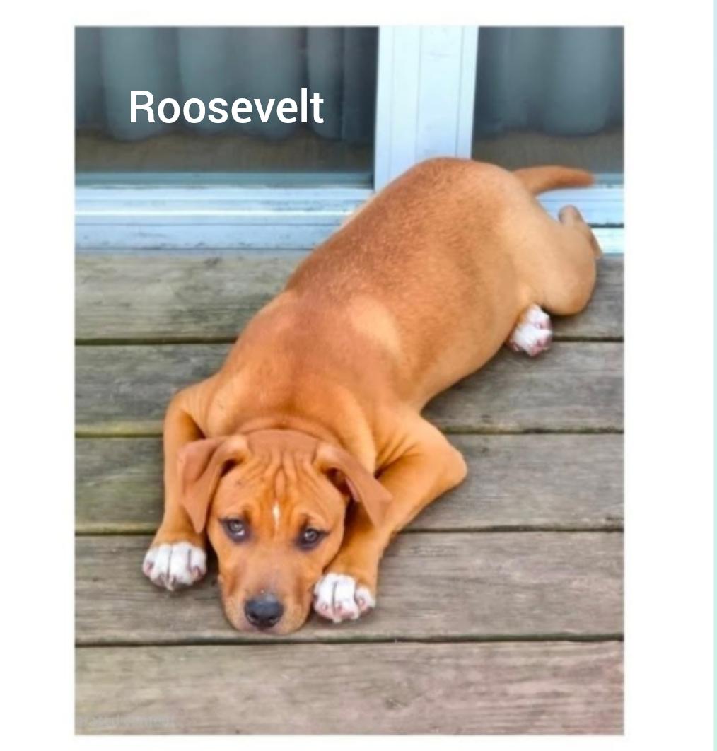 Roosevelt ( President litter) Orlando, Fl, a ADOPTABLE mixed breed in Orlando, FL image 2/6