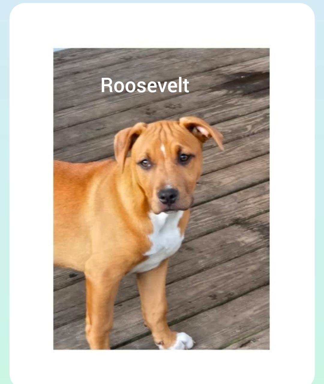 Roosevelt ( President litter) Orlando, Fl, ADOPTABLE, Young Male Labrador Retriever & Bulldog.
