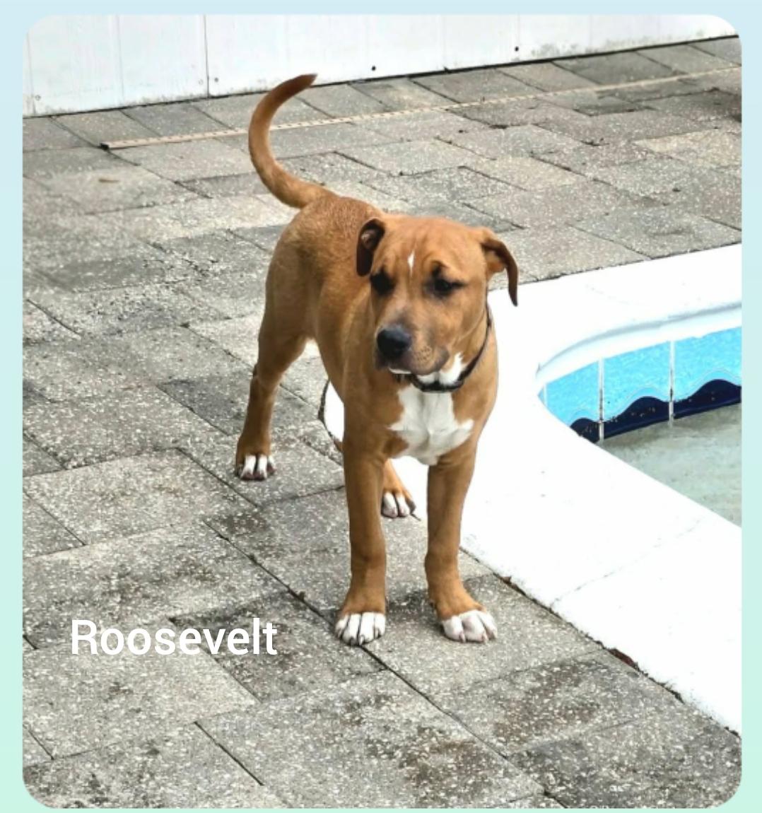 Roosevelt ( President litter) Orlando, Fl, ADOPTABLE, Puppy Male Labrador Retriever & Bulldog.