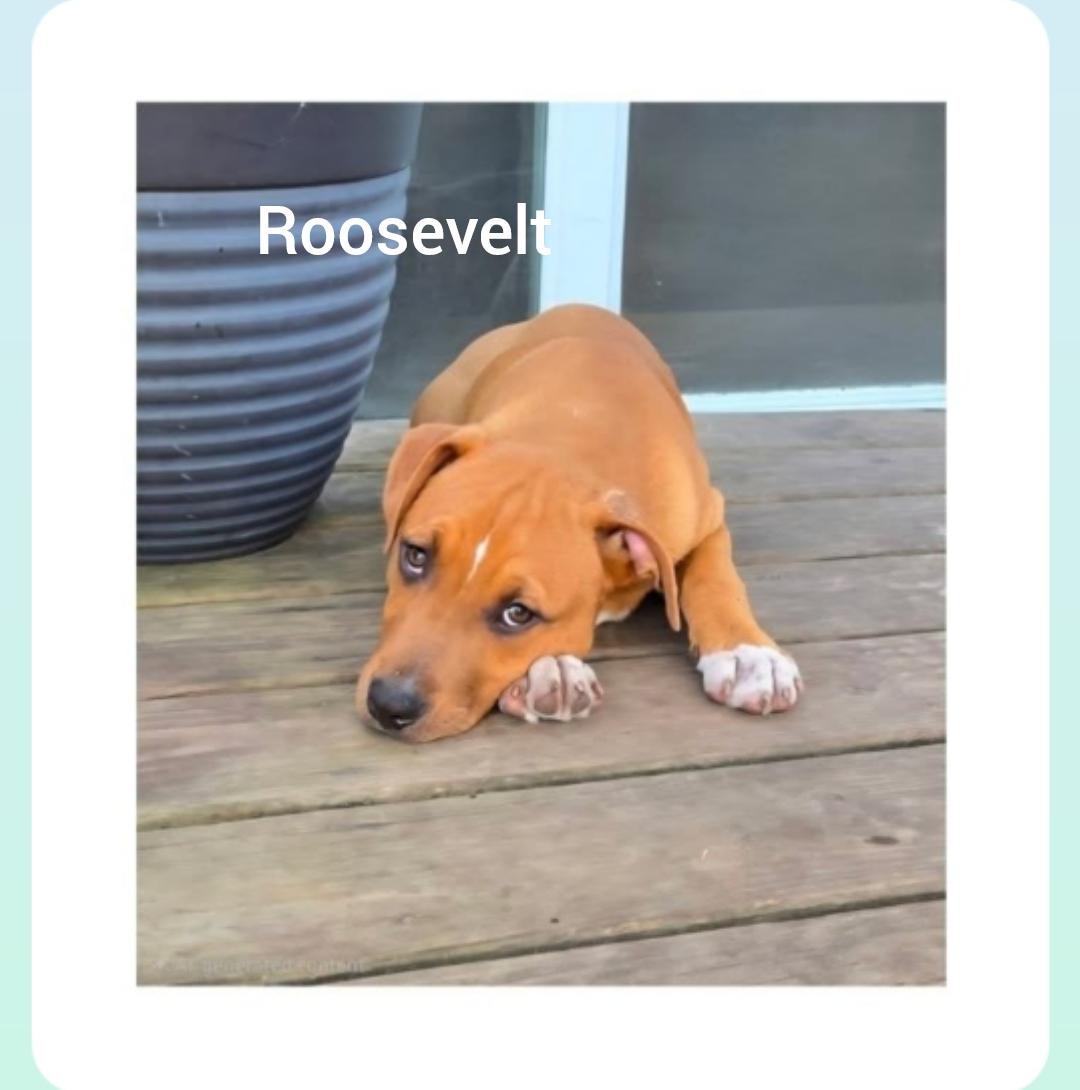 Roosevelt ( President litter) Orlando, Fl, a ADOPTABLE mixed breed in Orlando, FL image 3/6