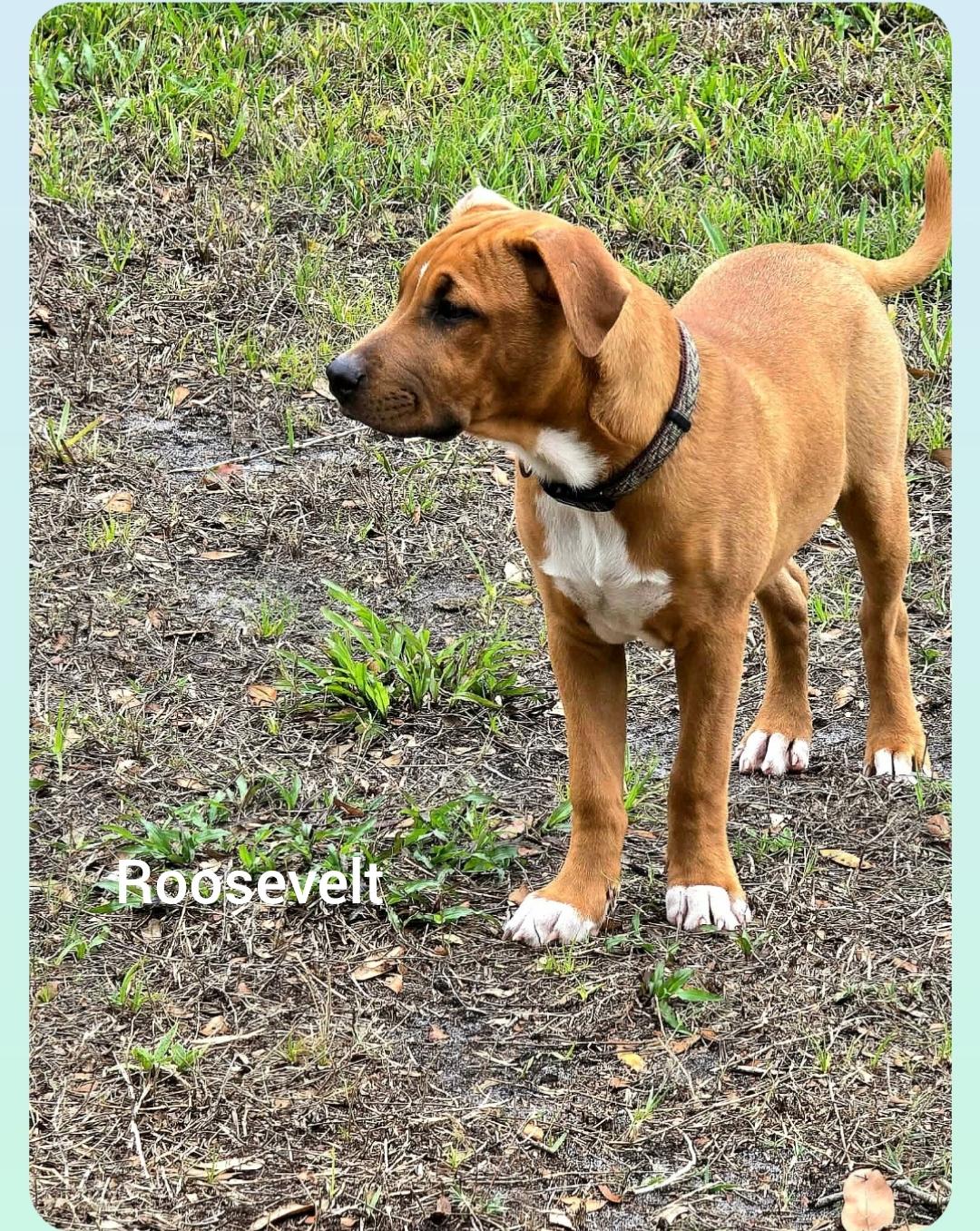 Roosevelt ( President litter) Orlando, Fl, a ADOPTABLE mixed breed in Orlando, FL image 6/6