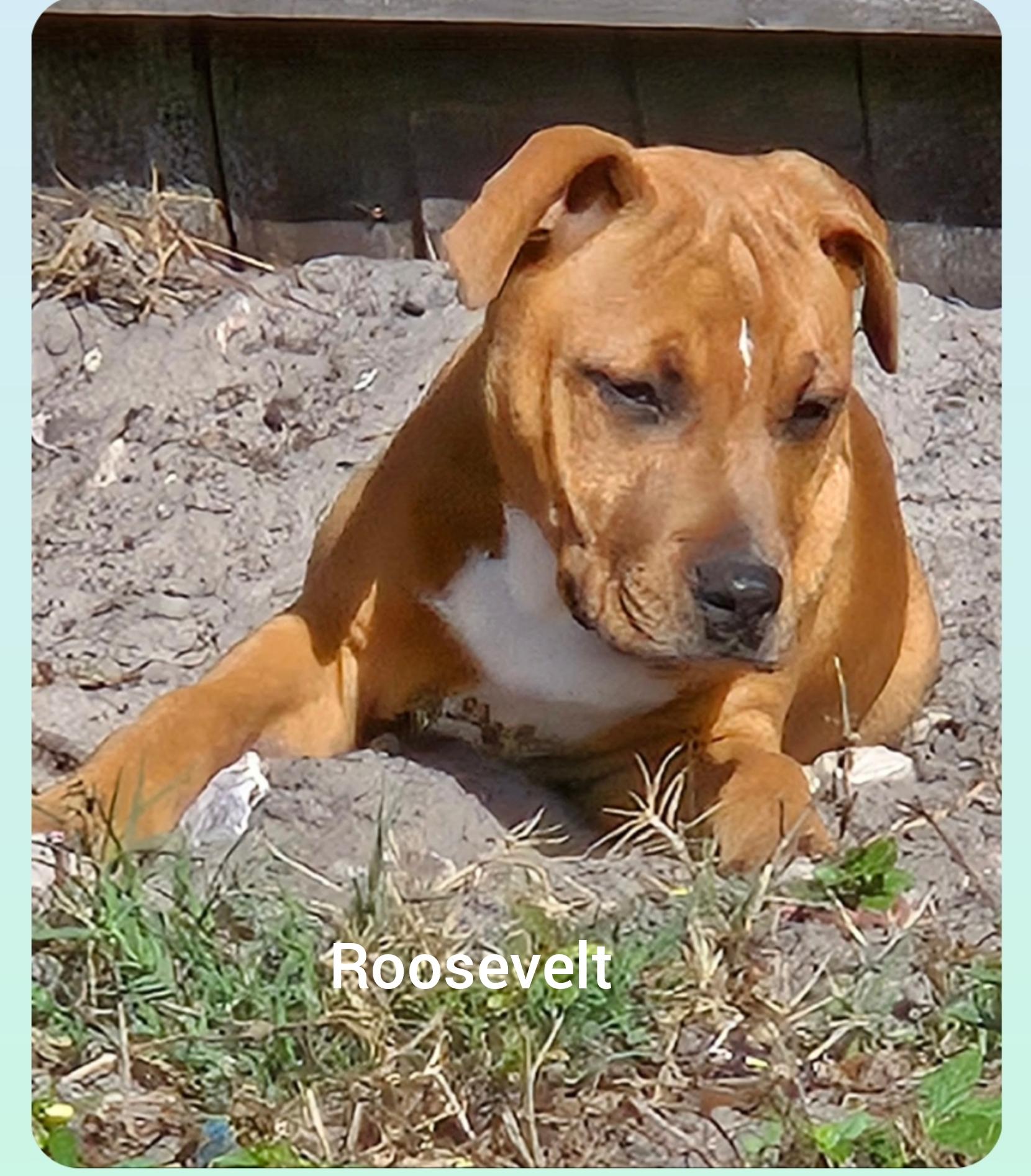 Roosevelt ( President litter) Orlando,  Fl, ADOPTABLE, Puppy Male Labrador Retriever & Bulldog.