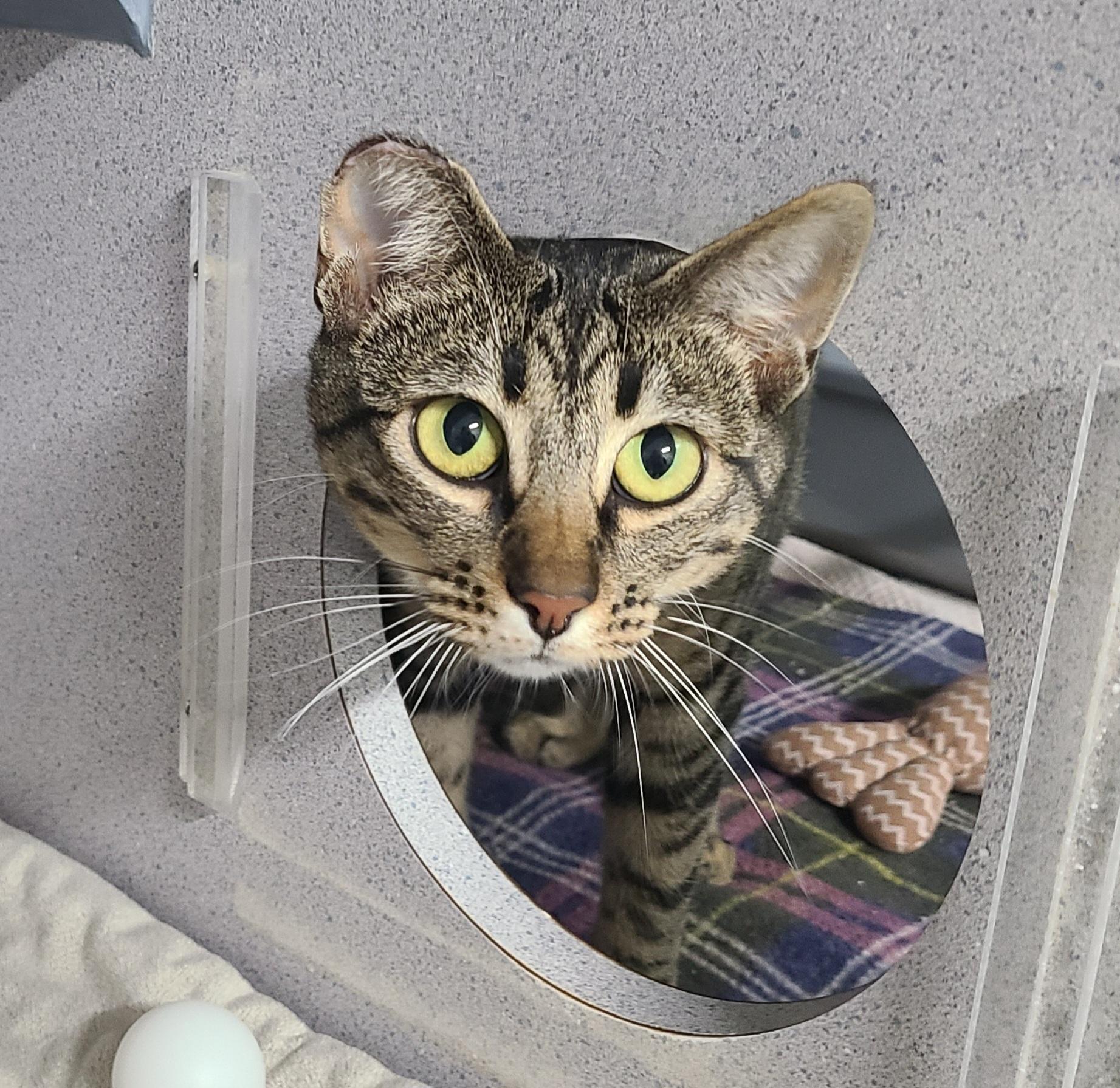 Ethel, Adoptable, Young Female Domestic Short Hair.
