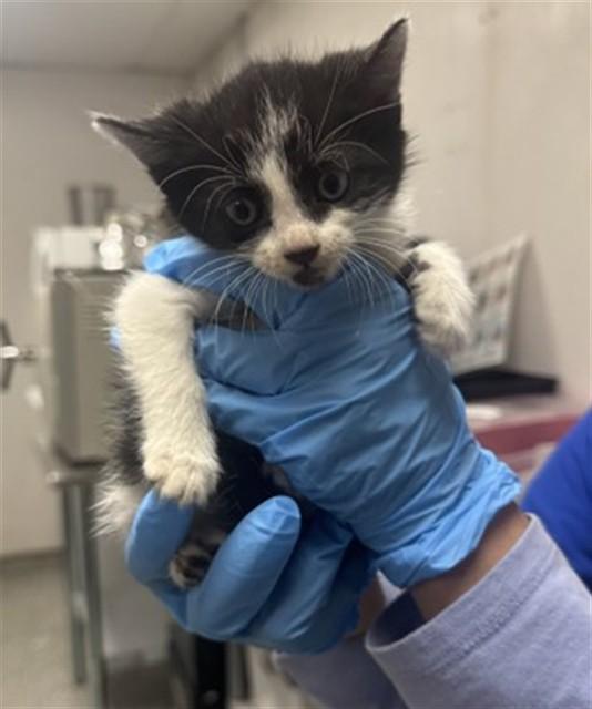 Enlarge PETUNIA, a Adoptable Domestic Medium Hair in San Bernardino, CA image 1/2
