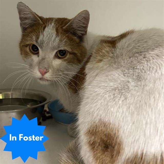 Enlarge MANGO, a Adoptable Domestic Short Hair in Indianapolis, IN image 1/1