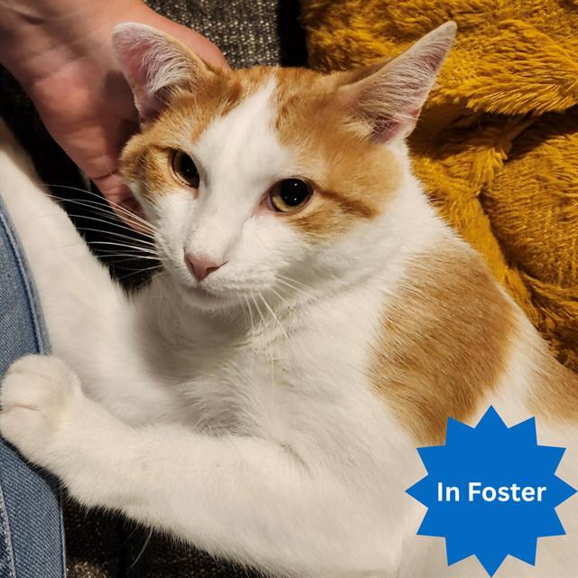 MANGO, Adoptable, Adult Male Domestic Short Hair.