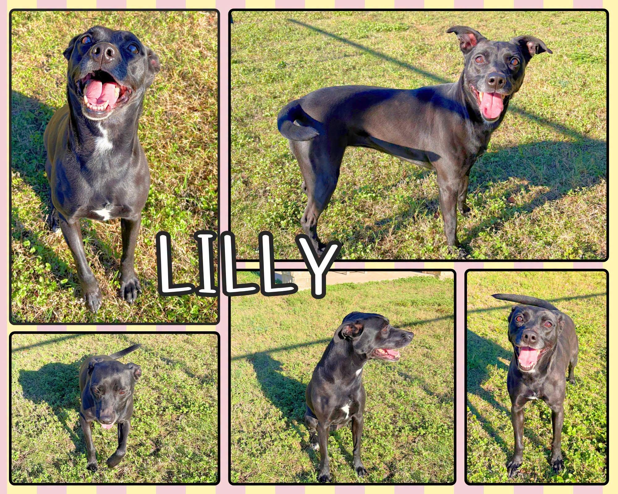 Enlarge Lilly, a Adoptable mixed breed in Universal City, TX image 1/1