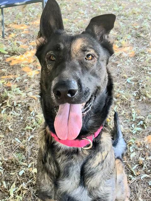 CECE, Adoptable, Adult Female German Shepherd Dog & Mixed Breed.