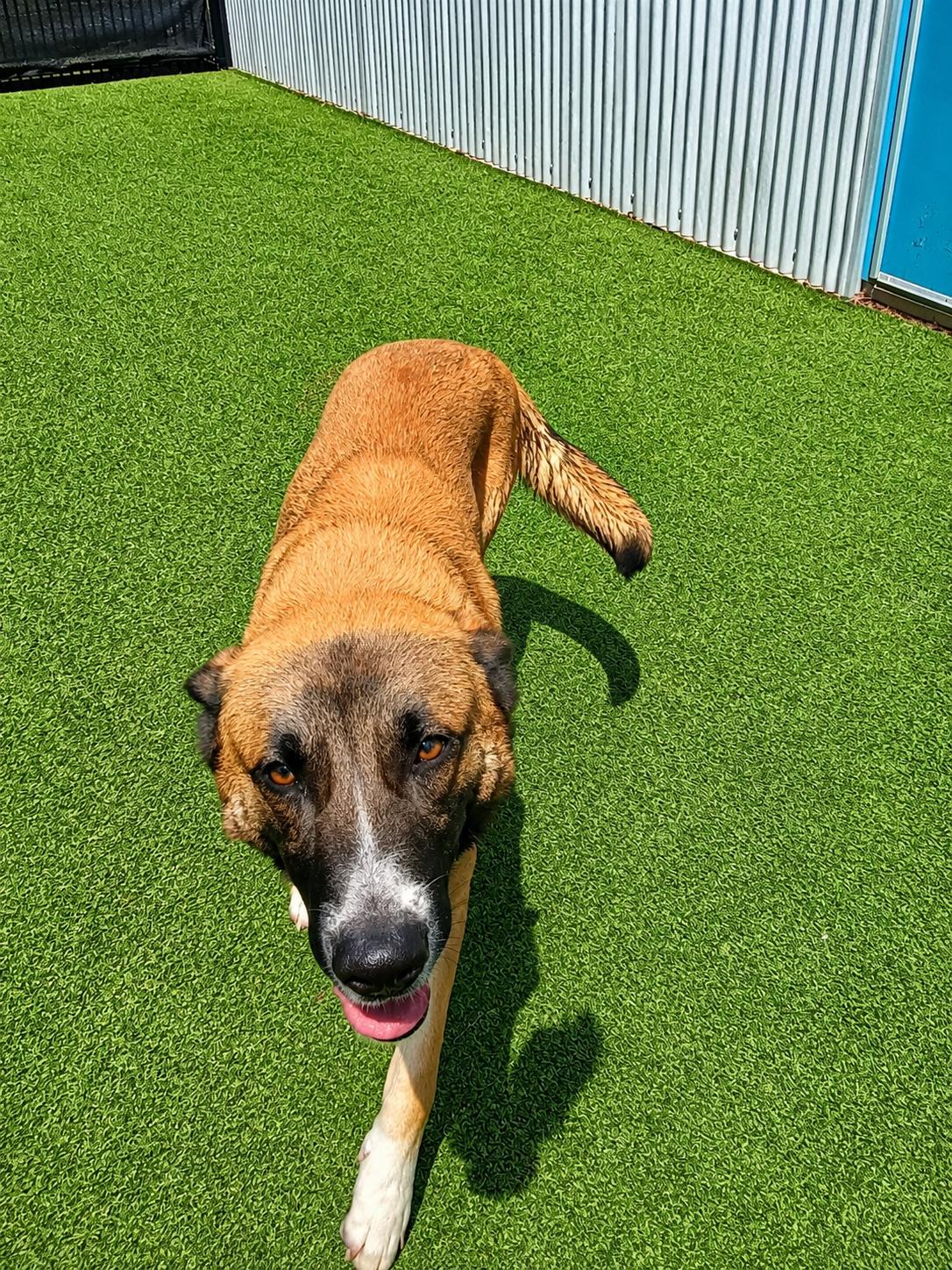 Enlarge Lukas, a Adoptable mixed breed in Windcrest, TX image 2/4