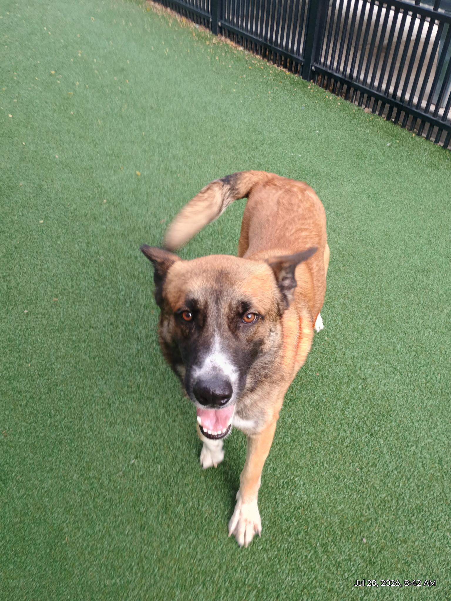 Enlarge Lukas, a Adoptable mixed breed in Windcrest, TX image 4/4