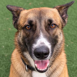 Lukas, Adoptable, Adult Male German Shepherd Dog.