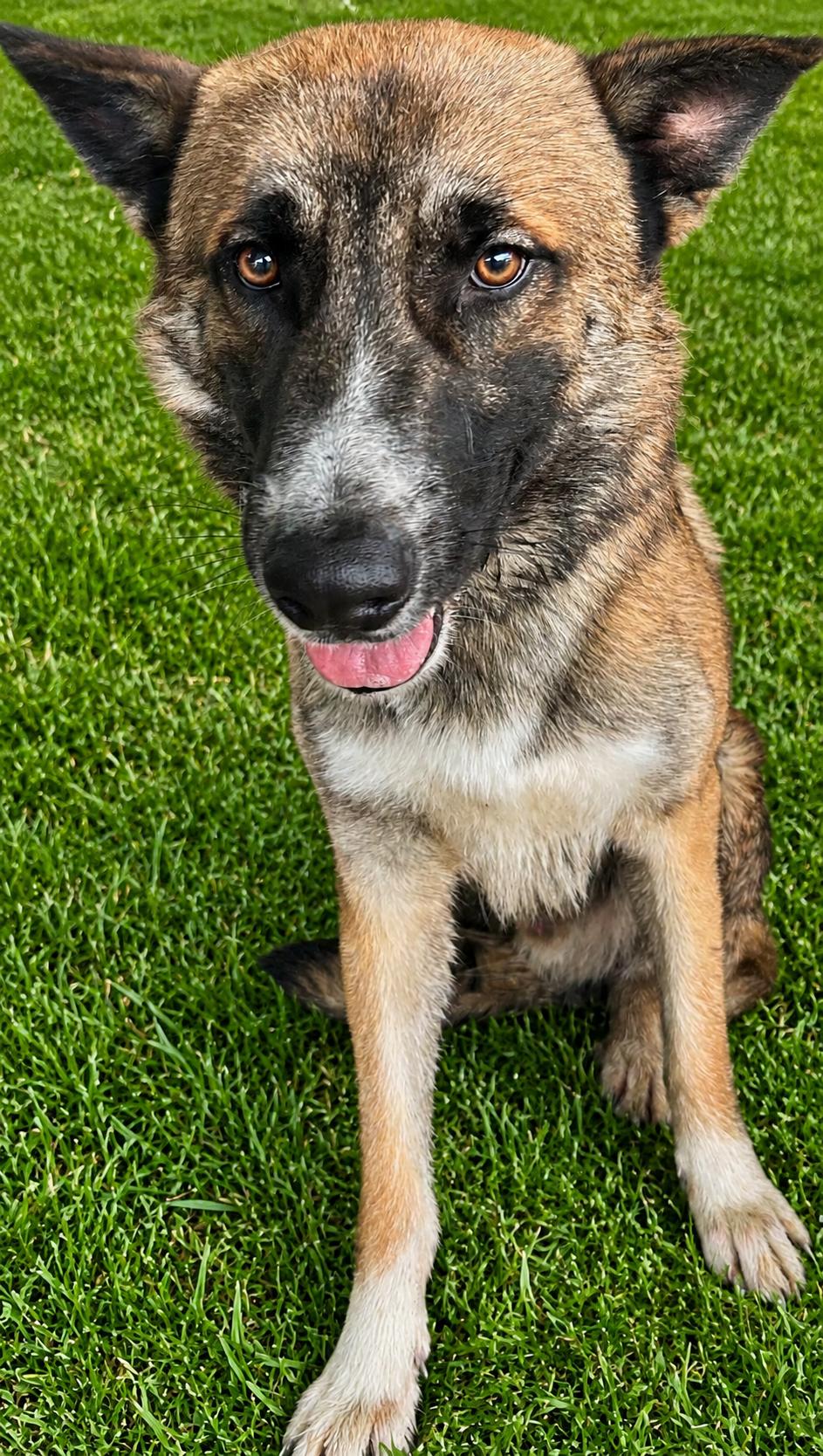 Enlarge Lukas, a Adoptable mixed breed in Windcrest, TX image 3/4