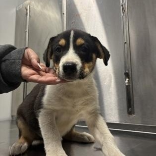 Phillip, adoptable, Young Male Shepherd.
