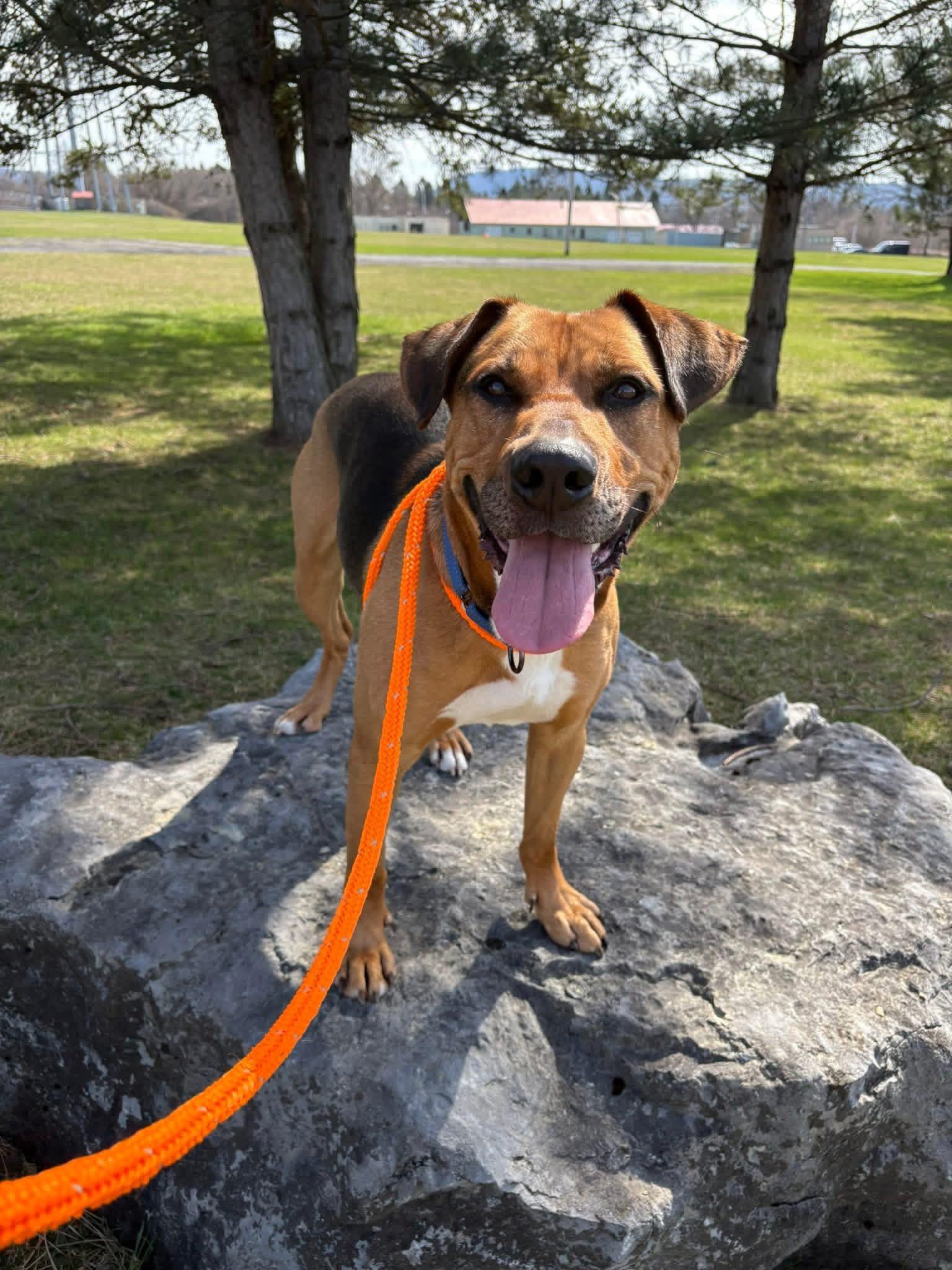 Enlarge Evan, a ADOPTABLE mixed breed in Jamesville, NY image 6/6