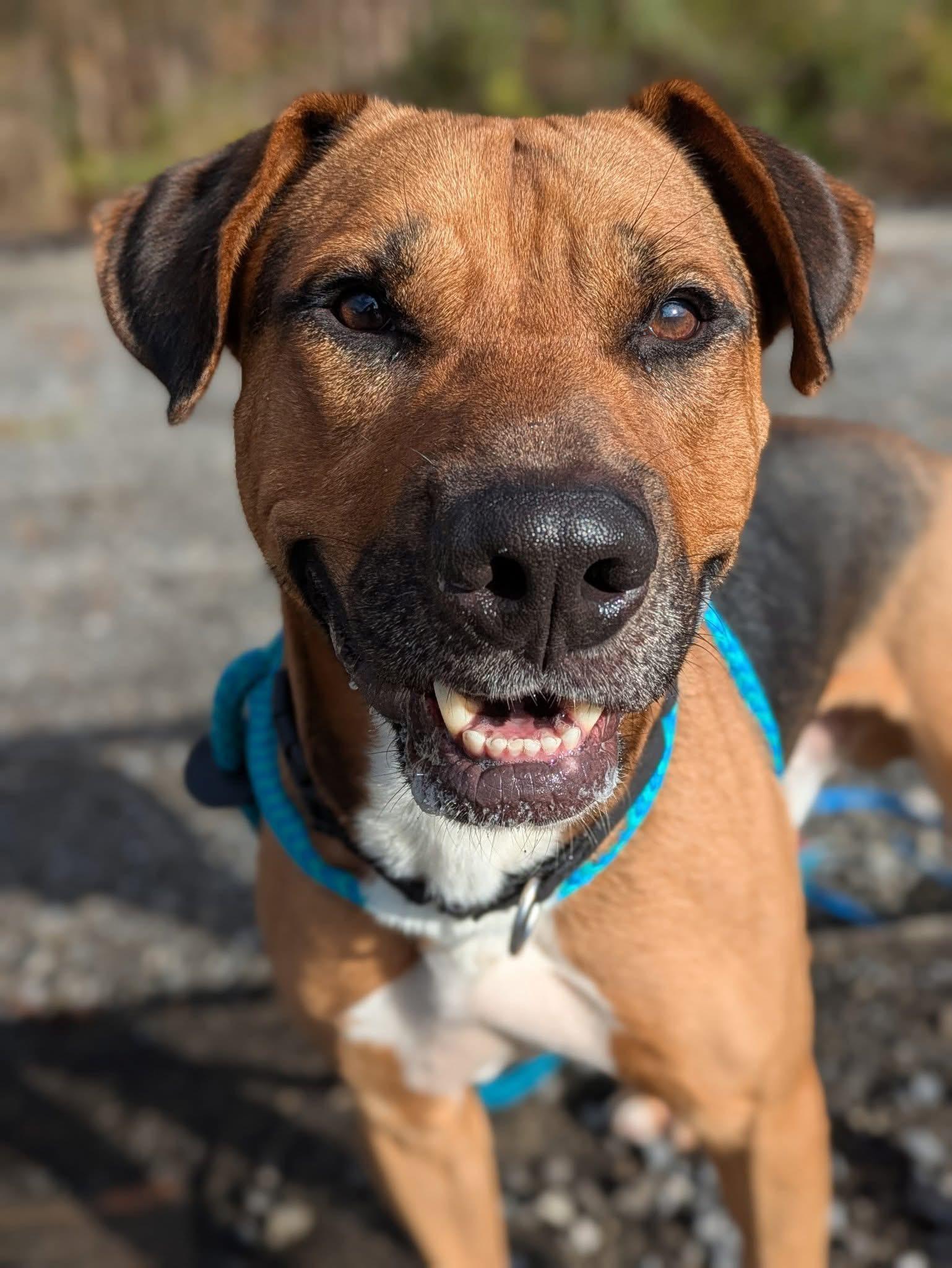 Enlarge Evan, a ADOPTABLE mixed breed in Jamesville, NY image 1/4