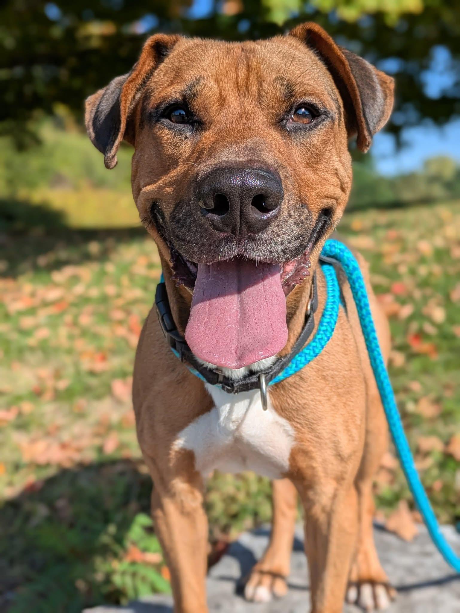 Enlarge Evan, a ADOPTABLE mixed breed in Jamesville, NY image 2/4