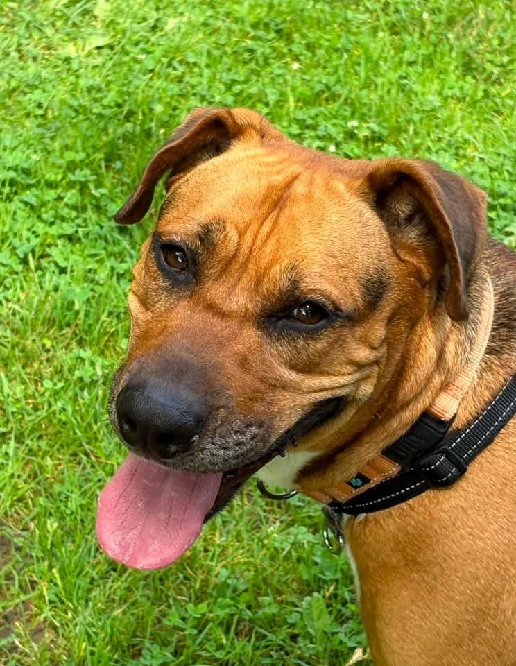 Enlarge Evan, a Adoptable mixed breed in Jamesville, NY image 3/6