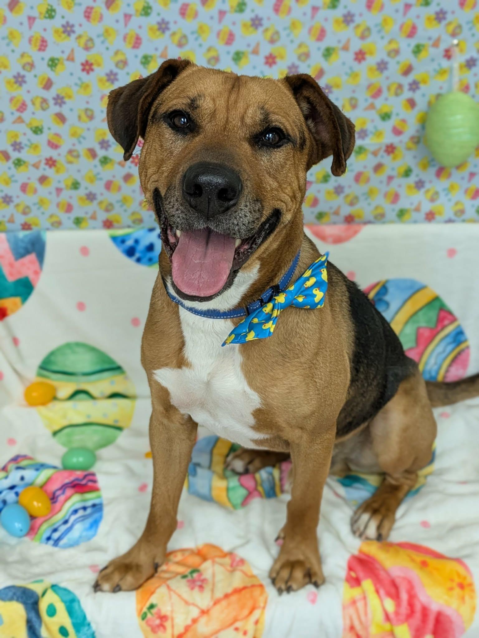 Evan, a ADOPTABLE mixed breed in Jamesville, NY image 5/6