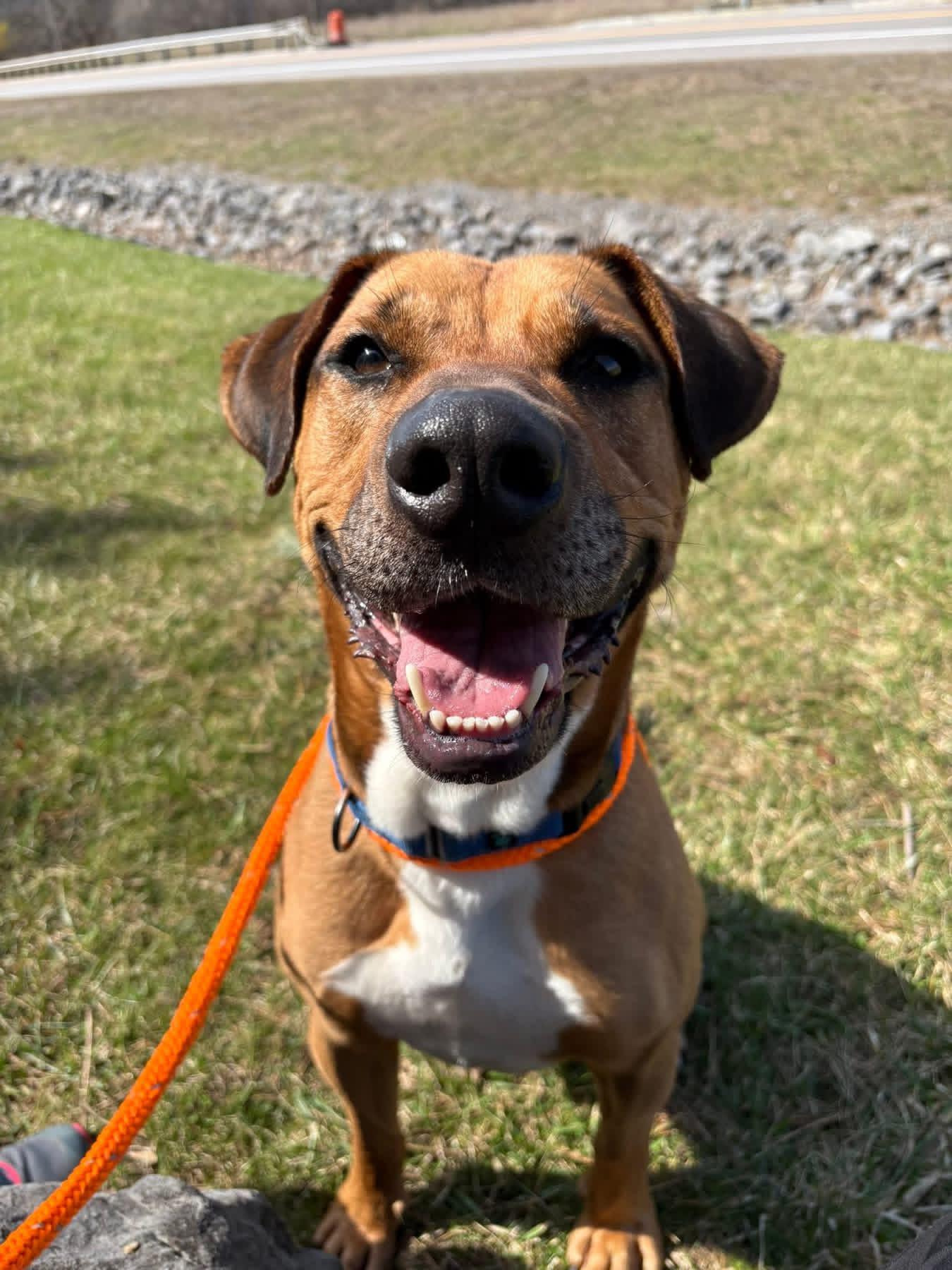 Enlarge Evan, a ADOPTABLE mixed breed in Jamesville, NY image 1/6