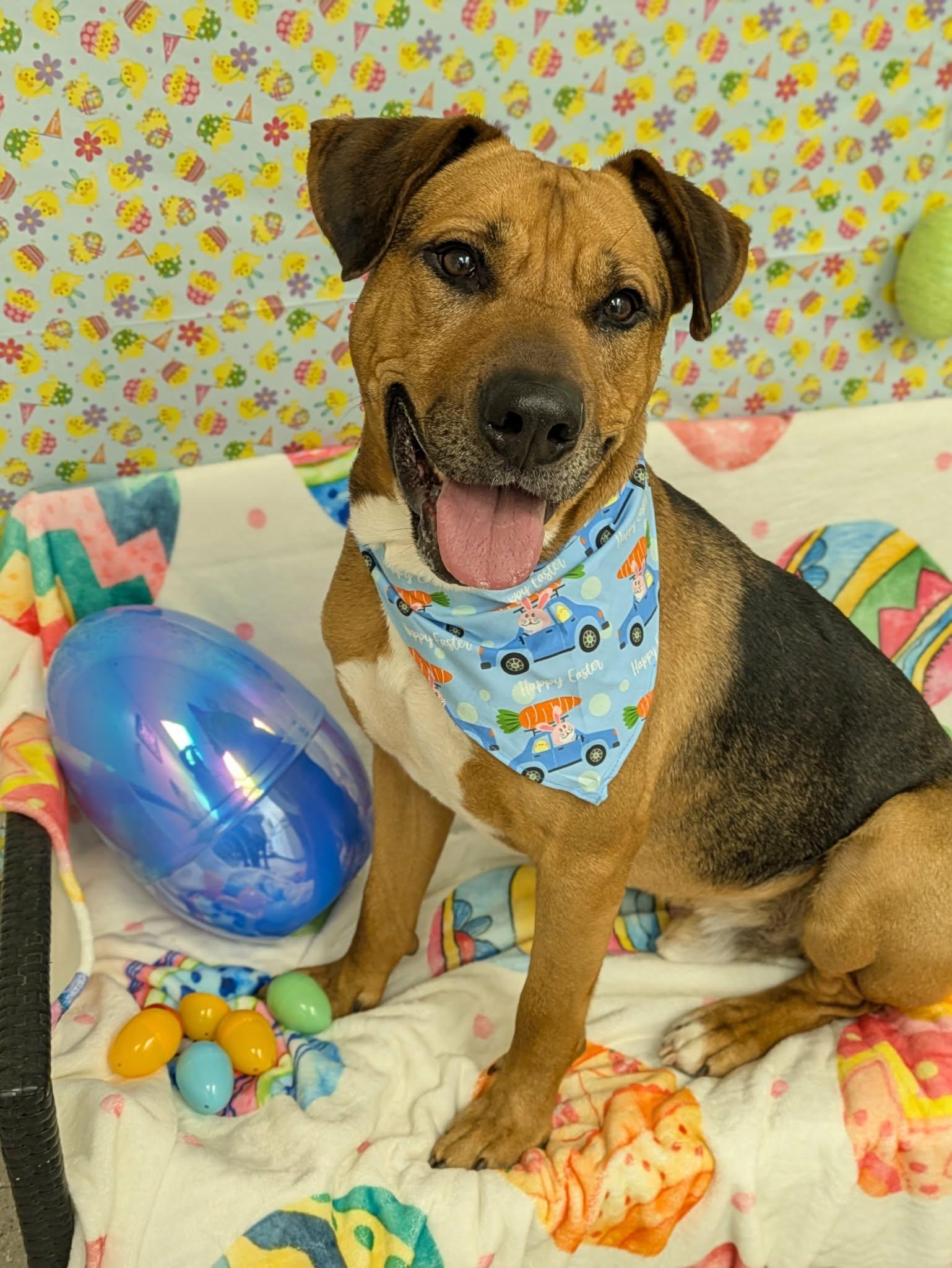 Evan, a ADOPTABLE mixed breed in Jamesville, NY image 6/6