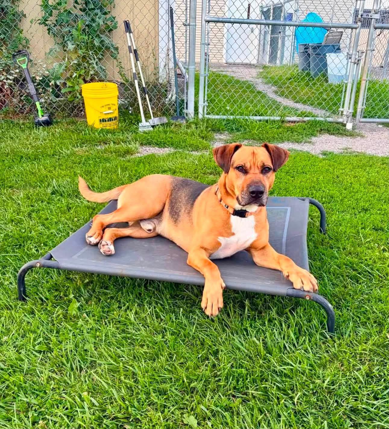 Evan, Adoptable, Adult Male Shepherd.