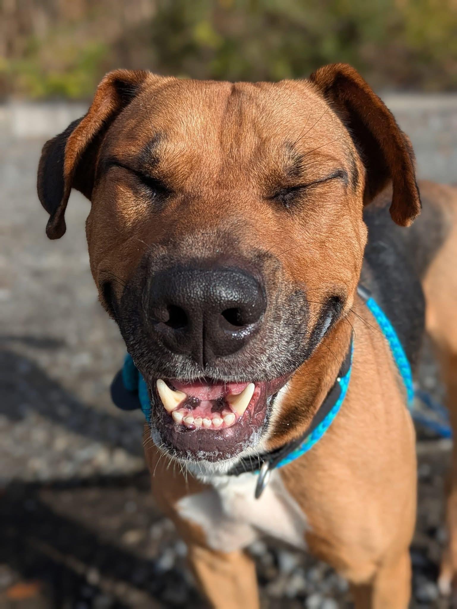 Enlarge Evan, a ADOPTABLE mixed breed in Jamesville, NY image 3/4