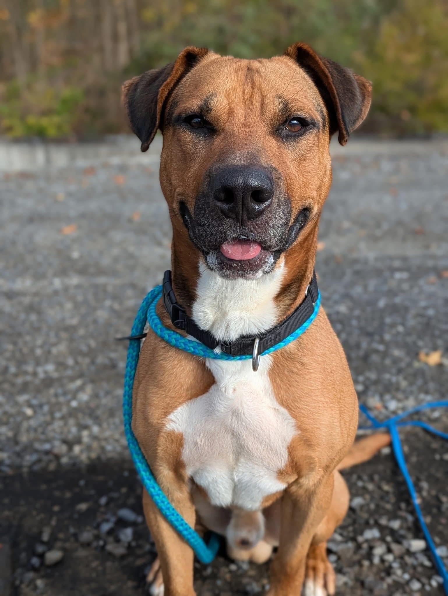 Enlarge Evan, a ADOPTABLE mixed breed in Jamesville, NY image 4/4