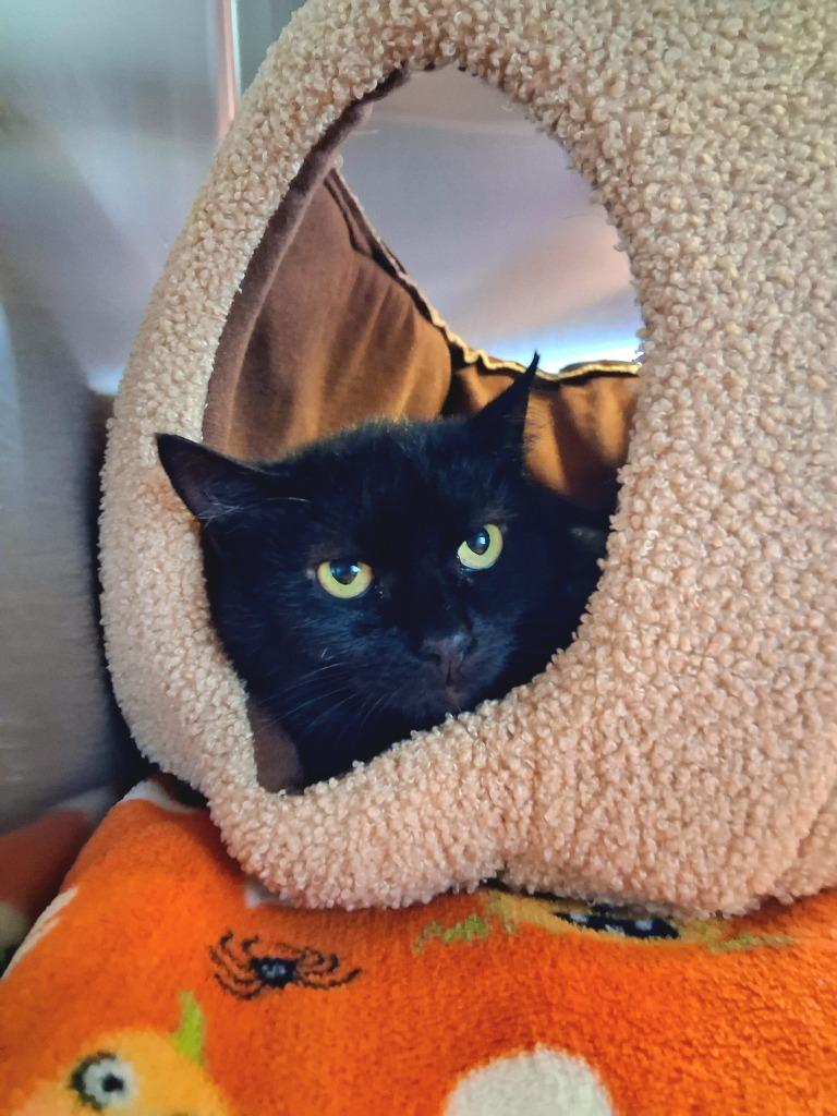TWILA, a Adoptable mixed breed in Wintersville, OH image 1/6
