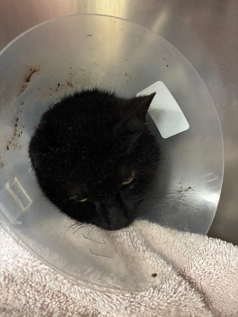 TWILA, Adoptable, Young Female Domestic Short Hair.