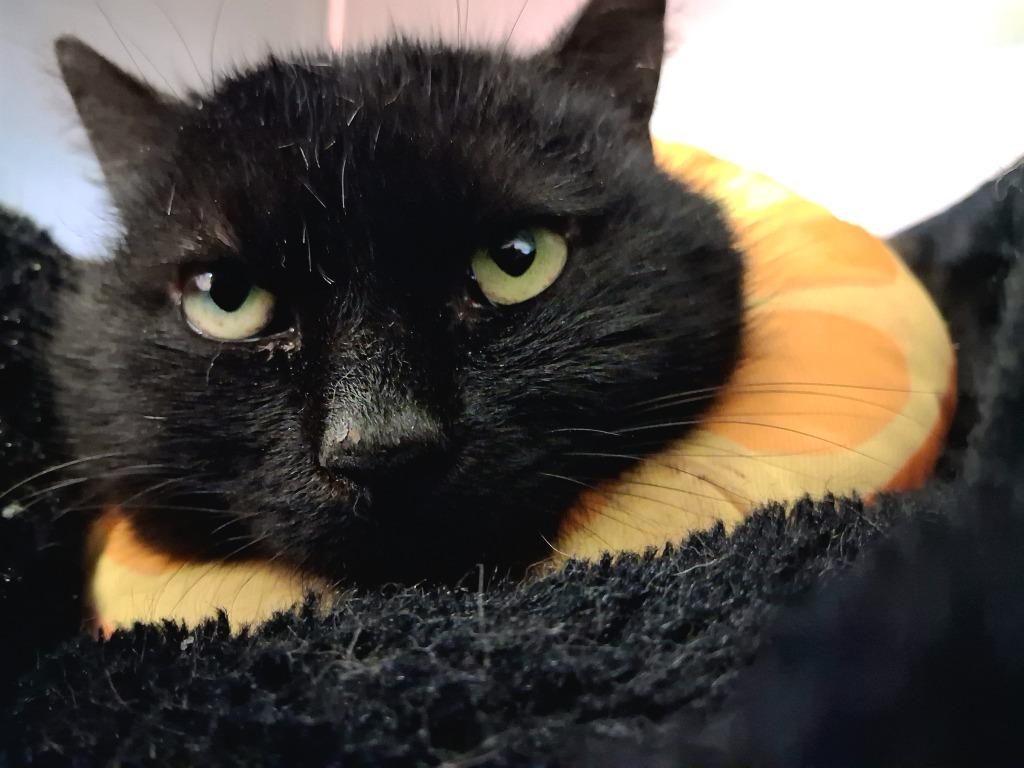 Enlarge TWILA, a Adoptable mixed breed in Wintersville, OH image 2/2