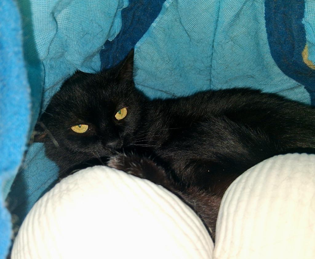 Enlarge TWILA, a Adoptable mixed breed in Wintersville, OH image 3/4