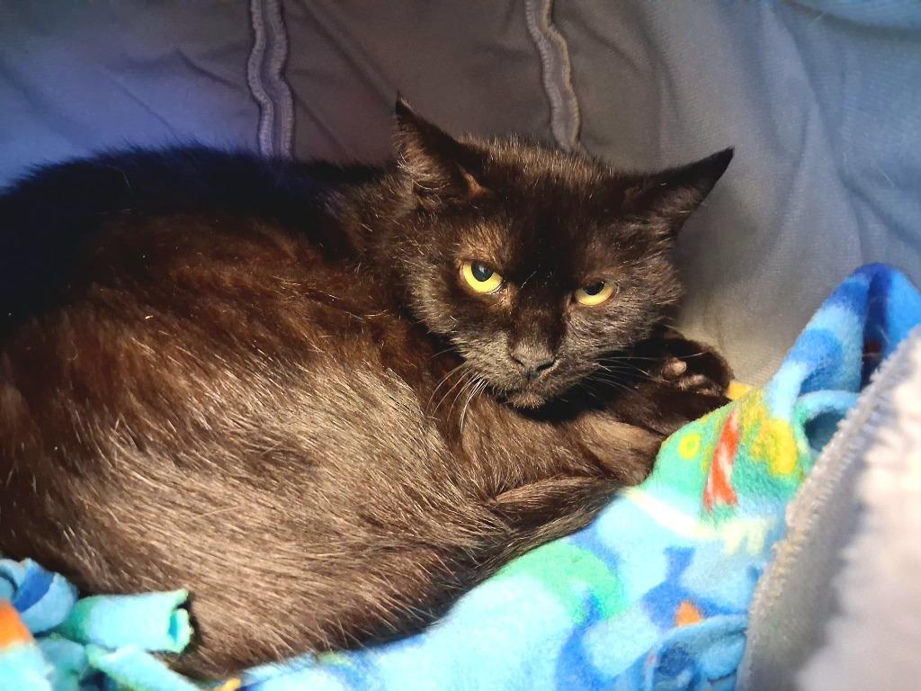 TWILA, a Adoptable mixed breed in Wintersville, OH image 6/6