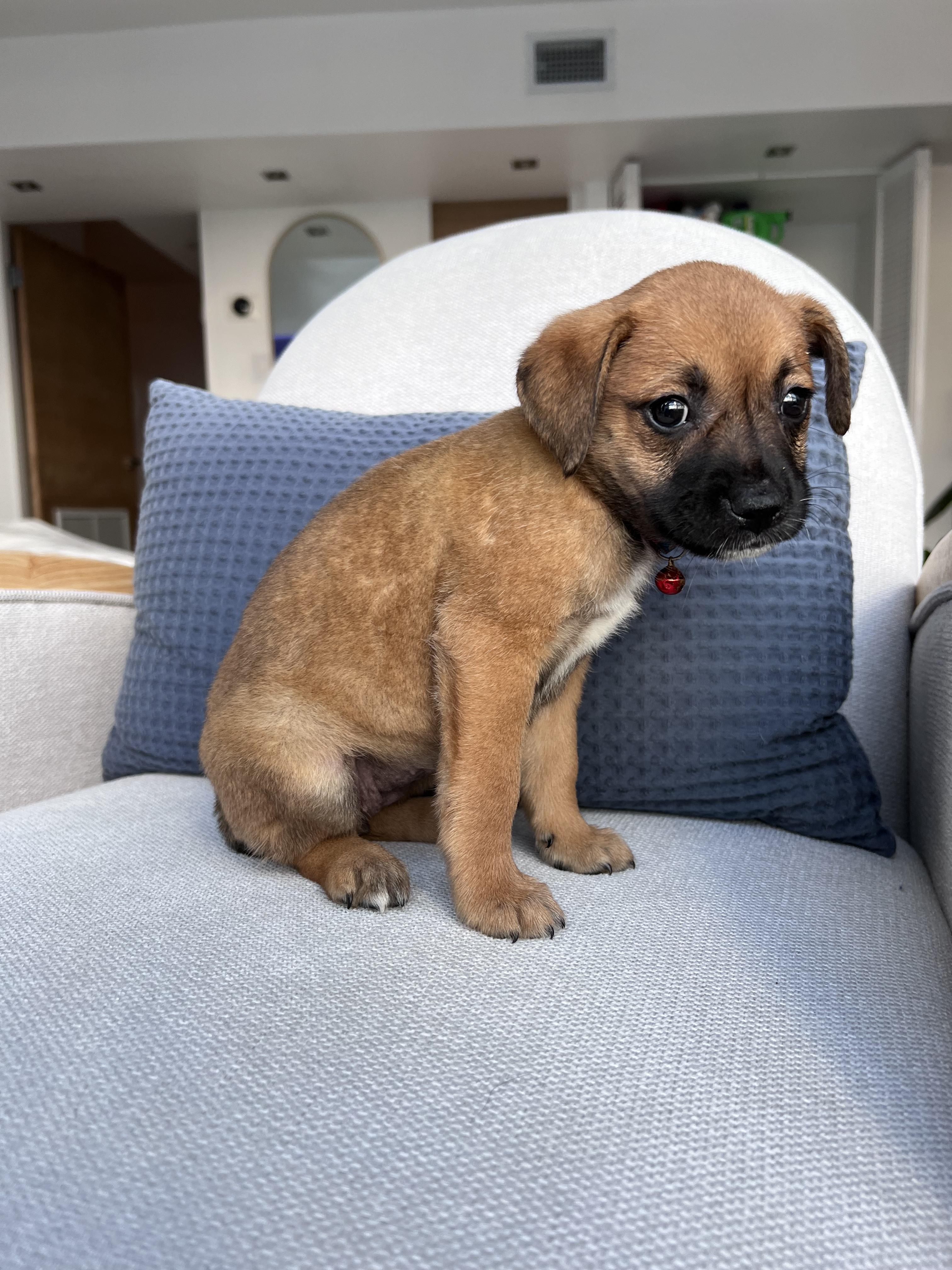 Aura - The Petite Princess, adoptable, Puppy Female Yellow Labrador Retriever & Australian Shepherd.