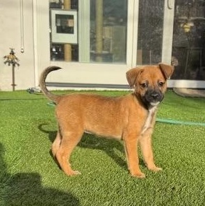 Enlarge Aura - The Petite Princess, an adoptable mixed breed in GREAT NECK , NY image 2/6