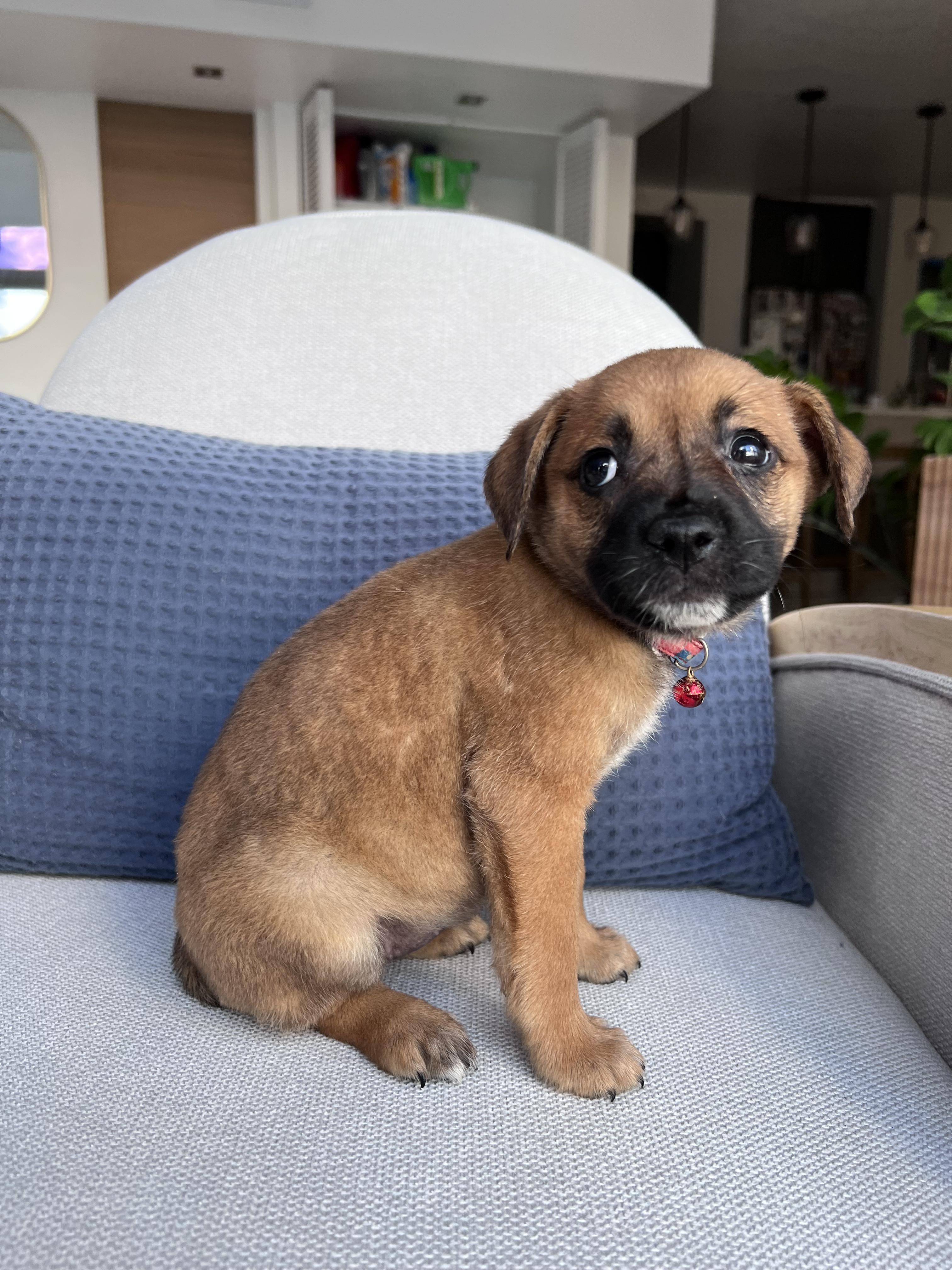 Enlarge Aura - The Petite Princess, an adoptable mixed breed in GREAT NECK , NY image 4/6