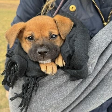 Enlarge Aura - The Petite Princess, an adoptable mixed breed in GREAT NECK , NY image 6/6