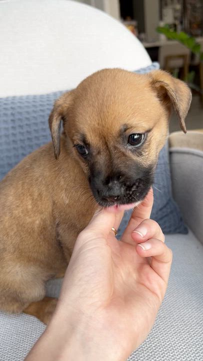 Enlarge Aura - The Petite Princess, an adoptable mixed breed in GREAT NECK , NY video 3/6