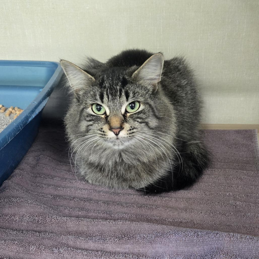 Enlarge Selena 26-031, a Adoptable Domestic Long Hair in Tawas City, MI image 1/1