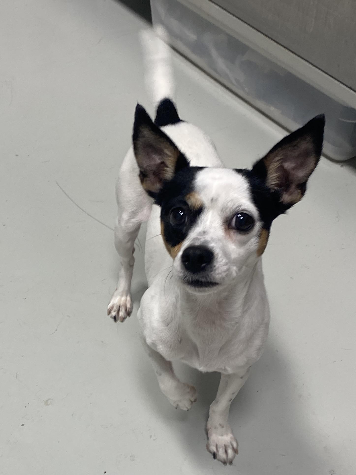 Enlarge Minnie, a Adopted Rat Terrier in Hartford, KY image 4/4