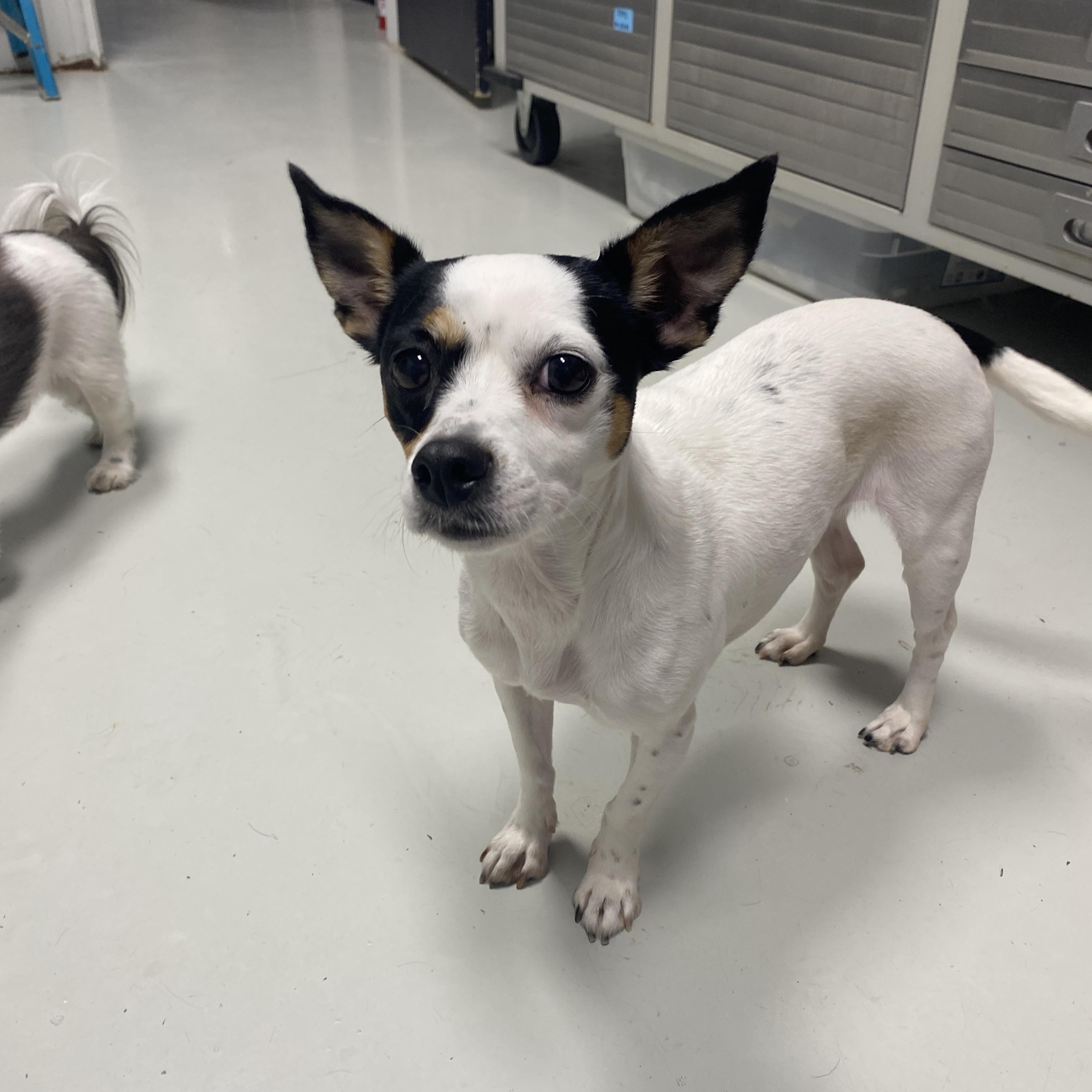 Enlarge Minnie, a Adopted Rat Terrier in Hartford, KY image 2/4