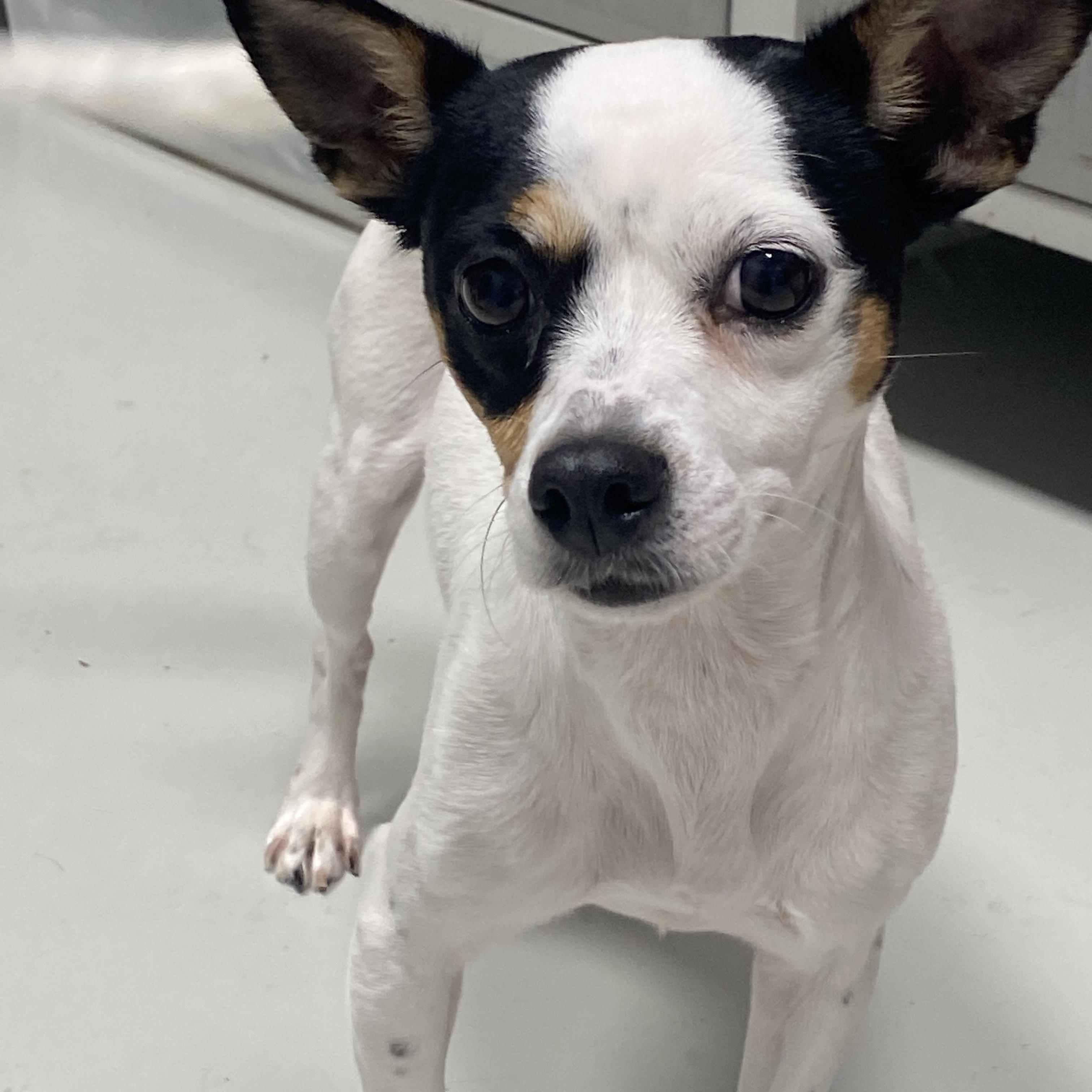 Minnie, Adoptable, Adult Female Rat Terrier.