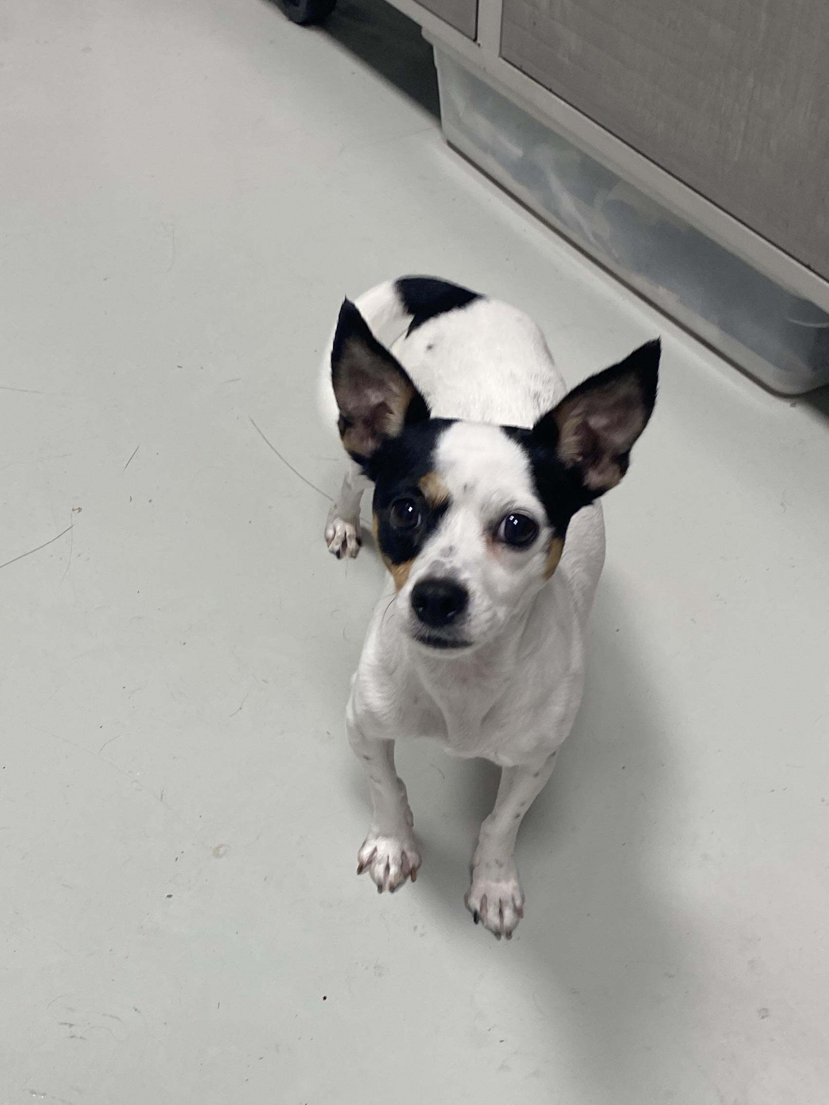 Enlarge Minnie, a Adopted Rat Terrier in Hartford, KY image 3/4