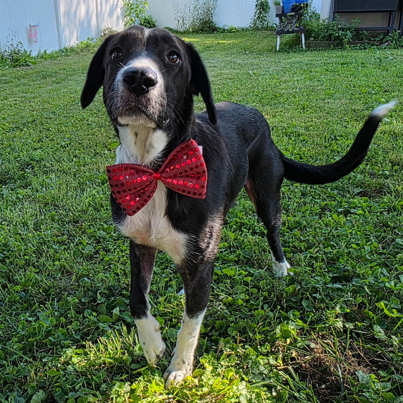 Axle, Adoptable, Young Male Pointer & Hound.