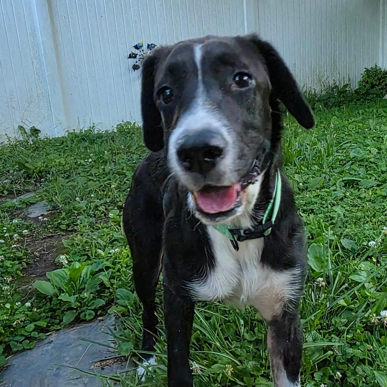 Axle, a Adoptable mixed breed in Willow Grove, PA image 3/6