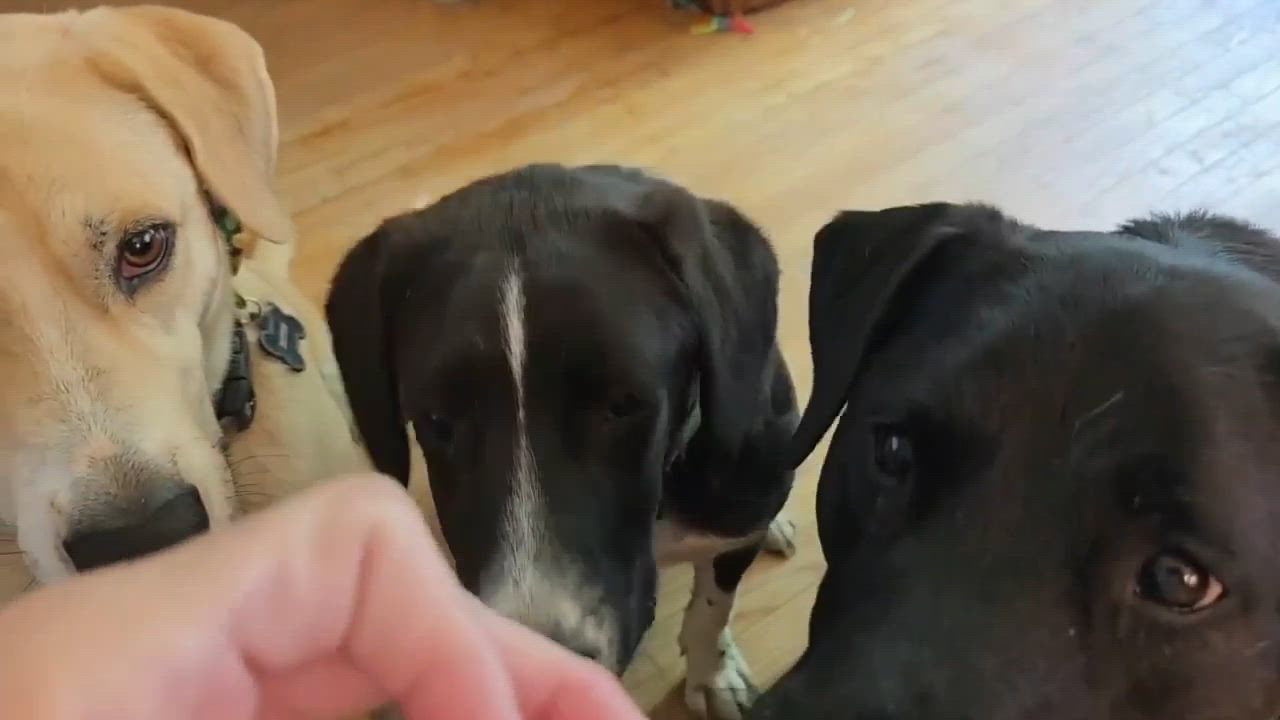 Enlarge Axle, a Adoptable mixed breed in Willow Grove, PA video 5/6